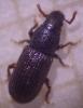 Rhyncolus punctatulus
